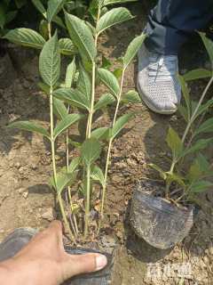 高度40厘米红王子锦带