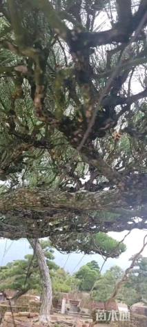 25公分日本黑松