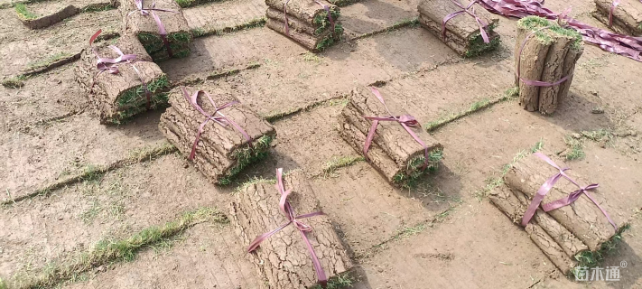 草卷状百慕大草