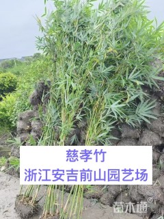 地栽苗慈孝竹