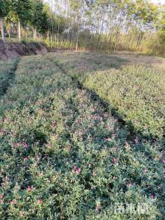 高度40厘米丰花月季