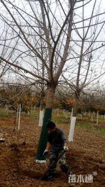 18公分金叶复叶槭