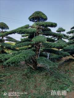 移栽苗造型罗汉松