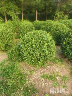 高度500厘米连翘