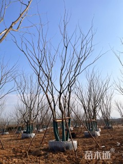 60公分丛生朴树