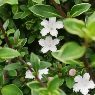 高度30厘米六月雪