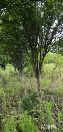 15公分西府海棠