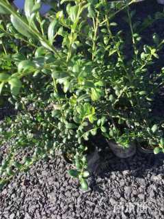 高度35厘米龟甲冬青