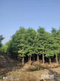 23公分中山杉