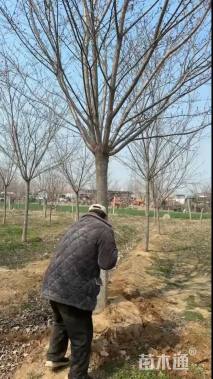 18公分高杆染井吉野樱