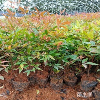 高度25厘米南天竹