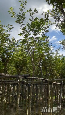 8公分黄花风铃木