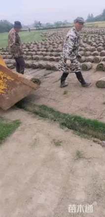 草卷状马尼拉草