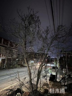 高度100厘米紫罗兰