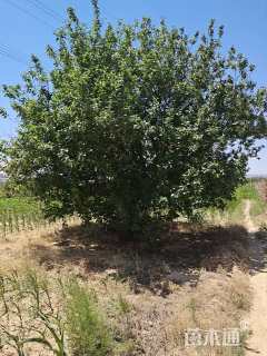 20公分八棱海棠