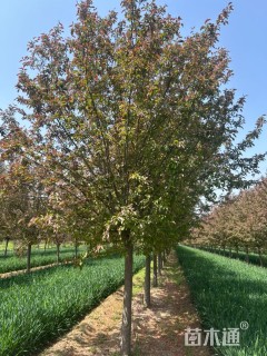 12公分北美海棠