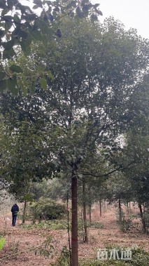 15公分香樟