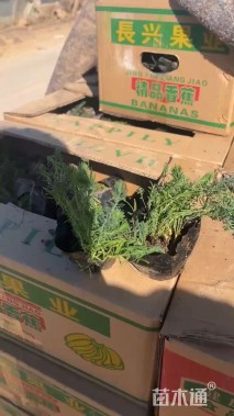 高度12厘米宿根亚麻