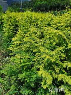 高度50厘米金叶水杉小苗