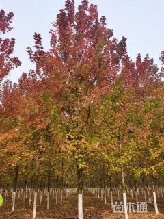 10公分美国红枫-秋火焰