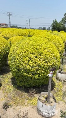 冠幅220厘米金冠女贞球