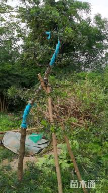 高度200厘米栀子花