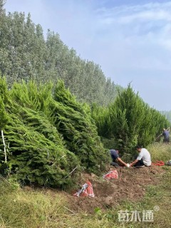 高度350厘米龙柏