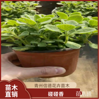 高度20厘米碰碰香