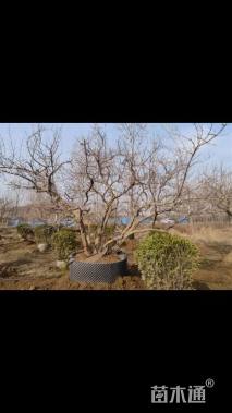 高度350厘米果石榴