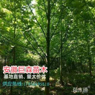 30公分马褂木