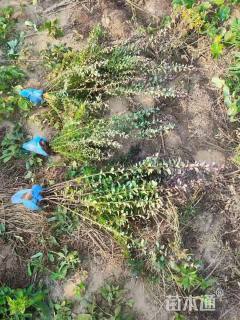 高度40厘米红叶小檗小苗