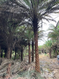 裸干高200厘米中东海枣