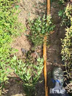 高度42厘米南天竹