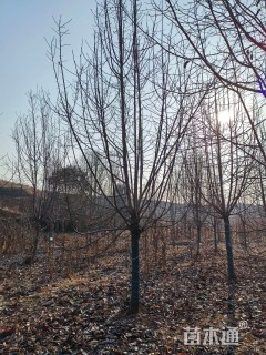 10公分二乔玉兰