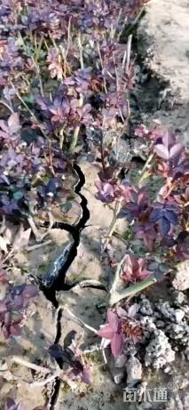 高度30厘米大花月季