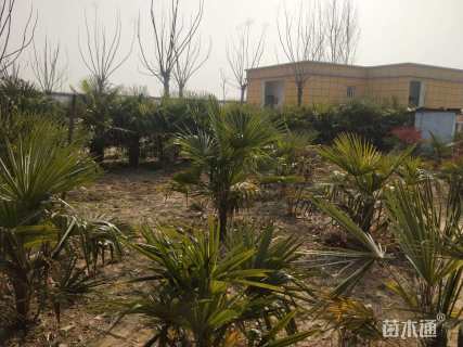 裸干高1600厘米棕榈