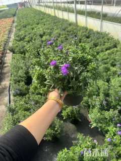 高度20厘米翠菊