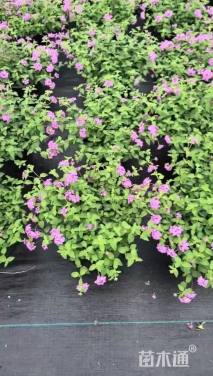 高度30厘米马缨丹