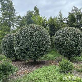 冠幅280厘米红花继木球