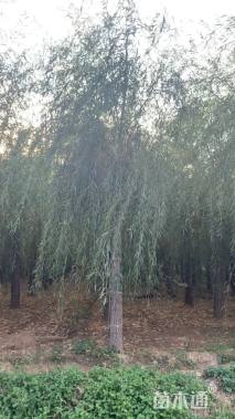 15公分金丝垂柳