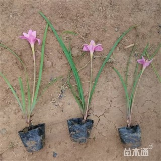 高度20厘米韭兰