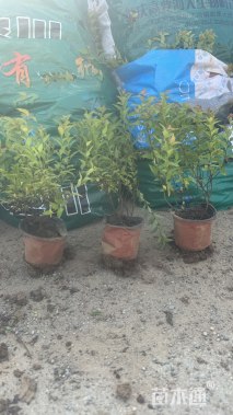 高度25厘米绣线菊