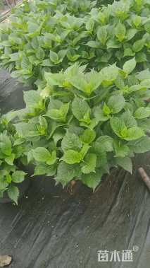 高度35厘米绣球