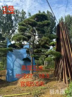 直杆造型黑松