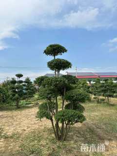 6公分造型小叶女贞