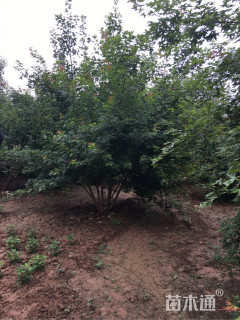 高度600厘米丛生五角枫