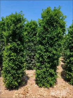 高度250厘米大叶黄杨柱