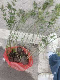 高度60厘米云南黄馨