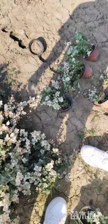 30厘米花叶络石