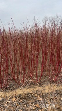 高度150厘米红瑞木